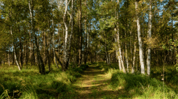 Wooded peatland in Mecklenburg-Vorpommern
