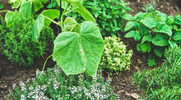 Herbs Urban Gardening