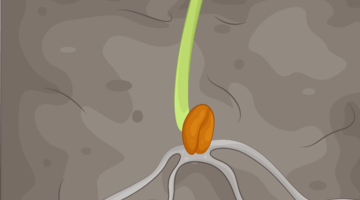 A small seed planted in the soil beginning to sprout and grow roots (drawing)