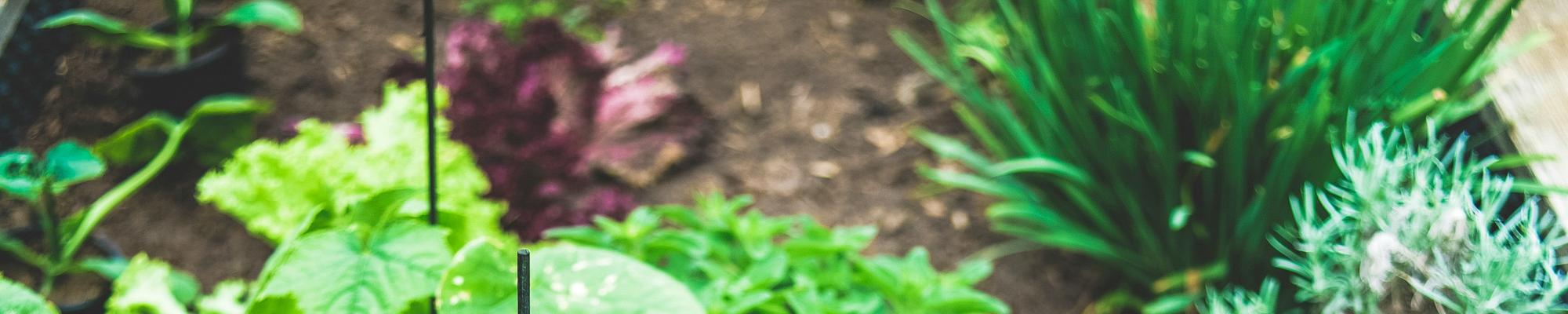 Herbs Urban Gardening