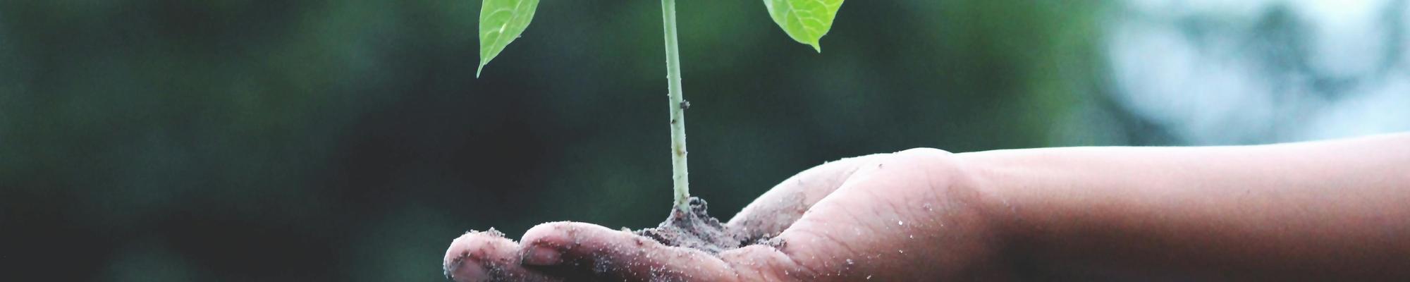 Hand holding a seedling