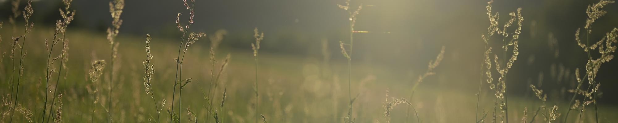 Plants up close in a field