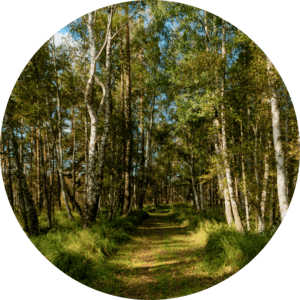 Mecklenburg-Vorpommern, Germany Wooded peatland in Mecklenburg-Vorpommern