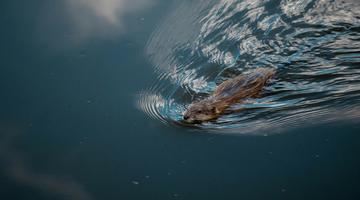 Beaver