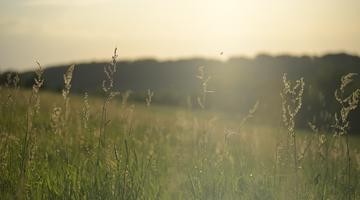 Plants up close in a field