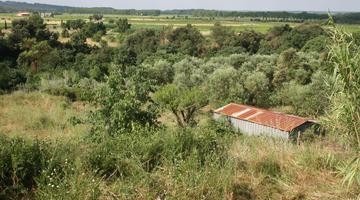 Abandoned Landscape