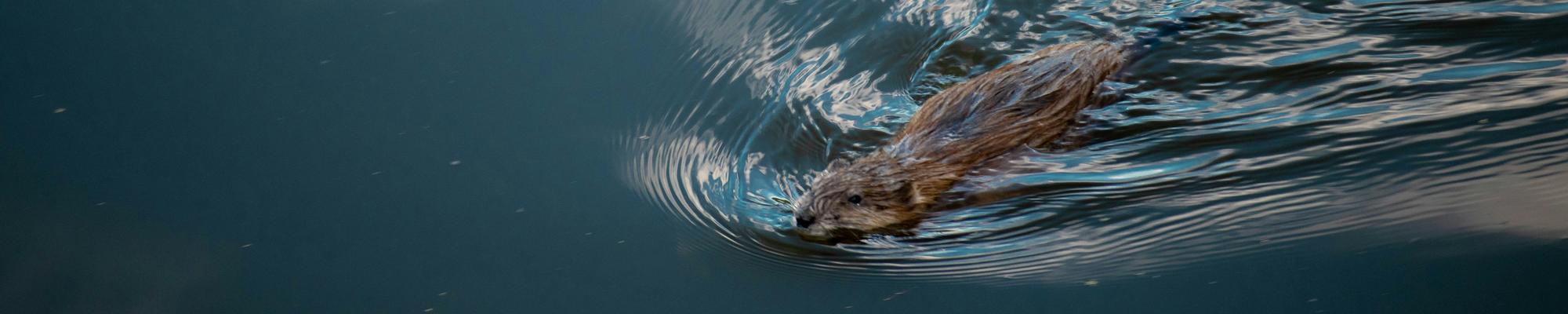Beaver
