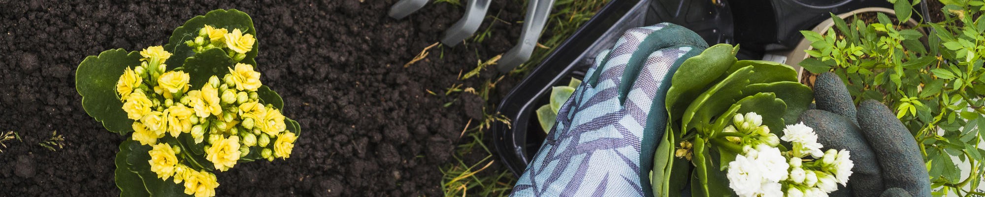 Planting Flowers