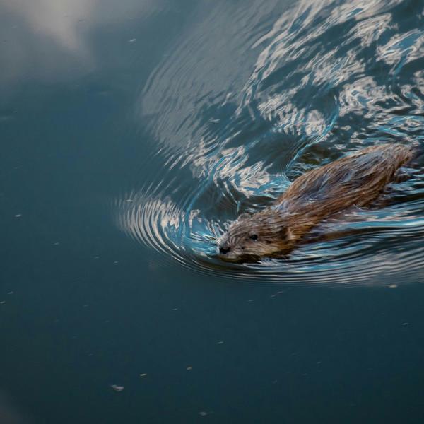 Beaver